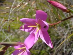 Hesperantha baurii subsp. baurii reddish bud